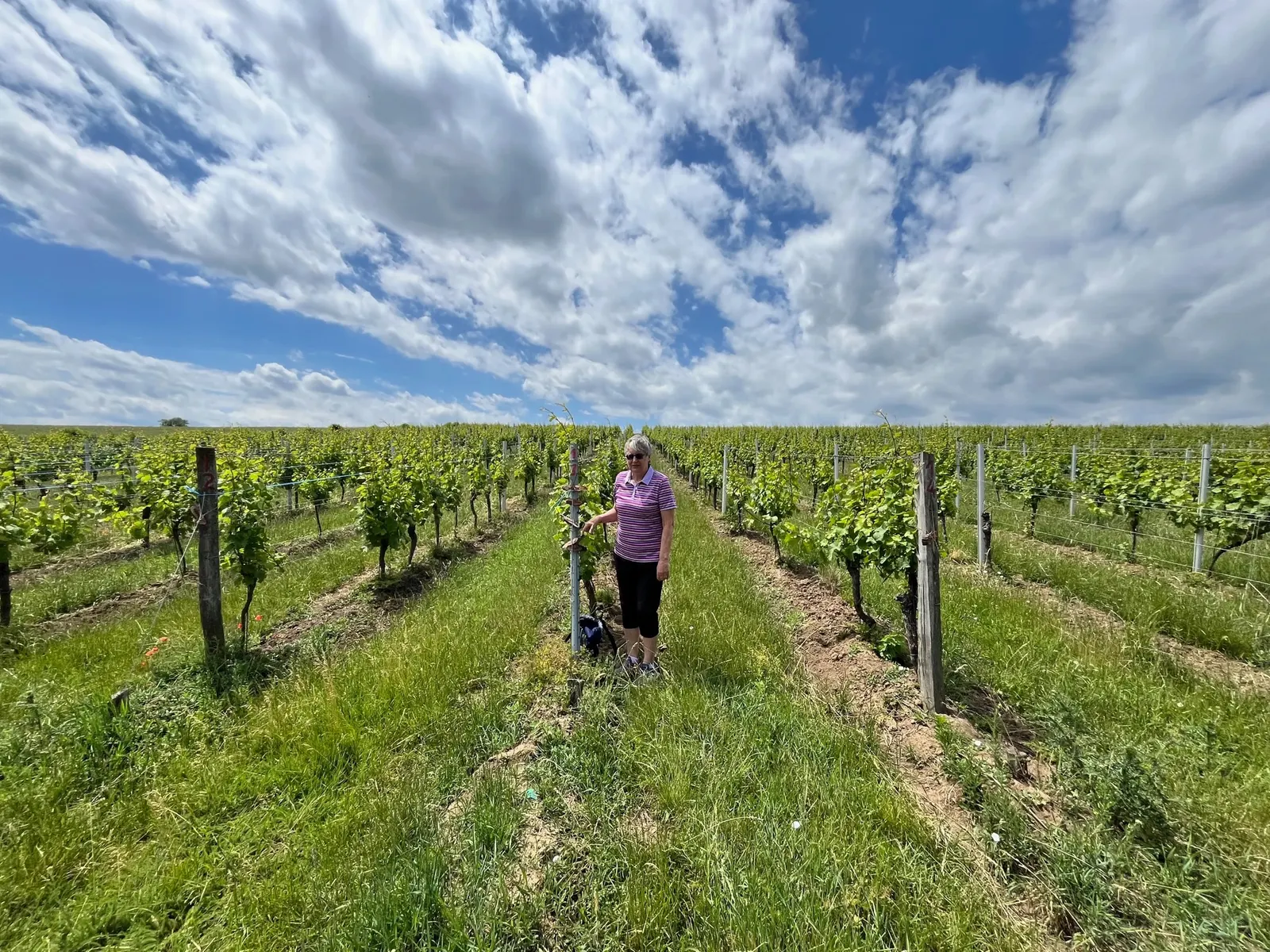 Vinice a horizont
