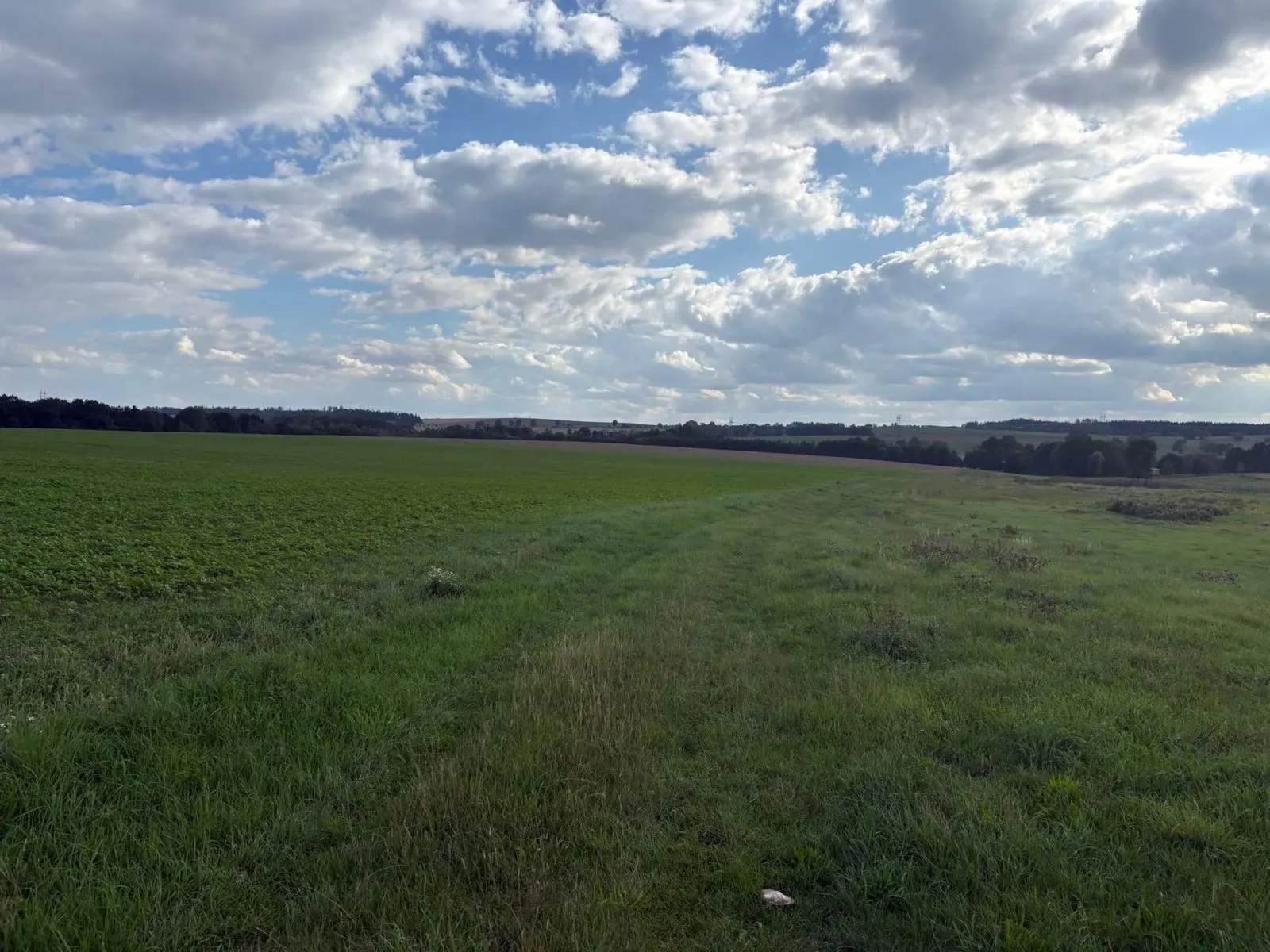 Zelené pole se stopami traktoru a pásem lesa vzadu.