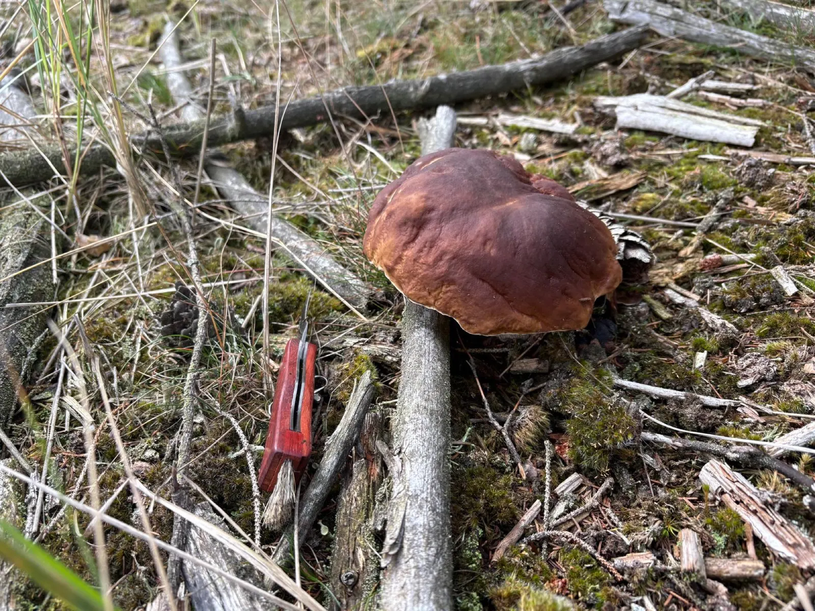 Velký hřib s temně hnědým kloboukem stojí v mechu. Vedle něj leží červený zavírací houbařský nůž se štětečkem - slouží jako měřítko.