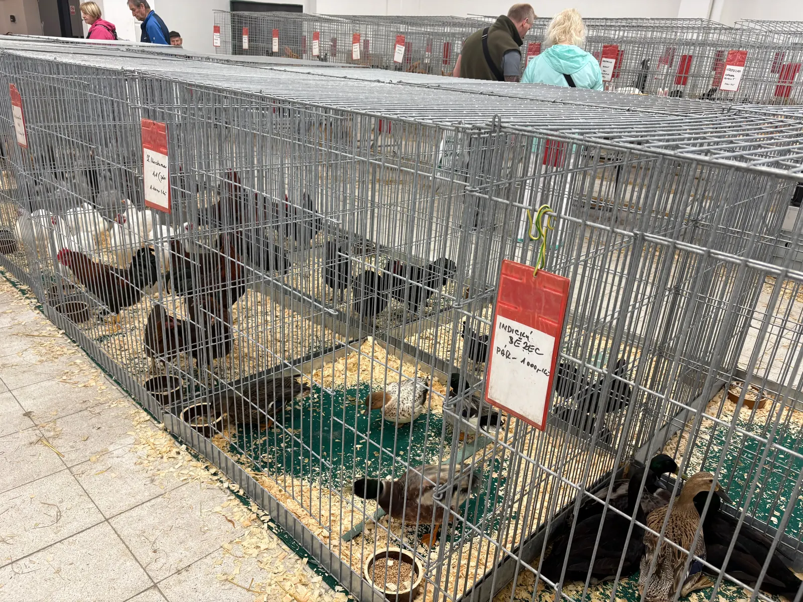 Řada drátěných klecí s tmavou drůbeží a červenými štítky