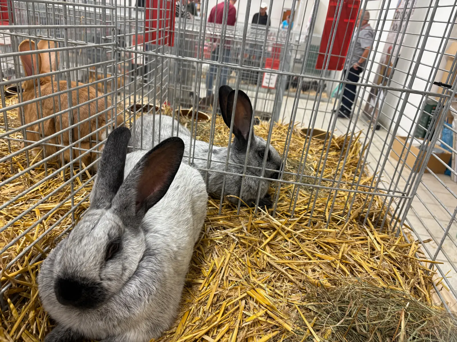 Šedobílý králík v kleci na slámě, za ním další králíci