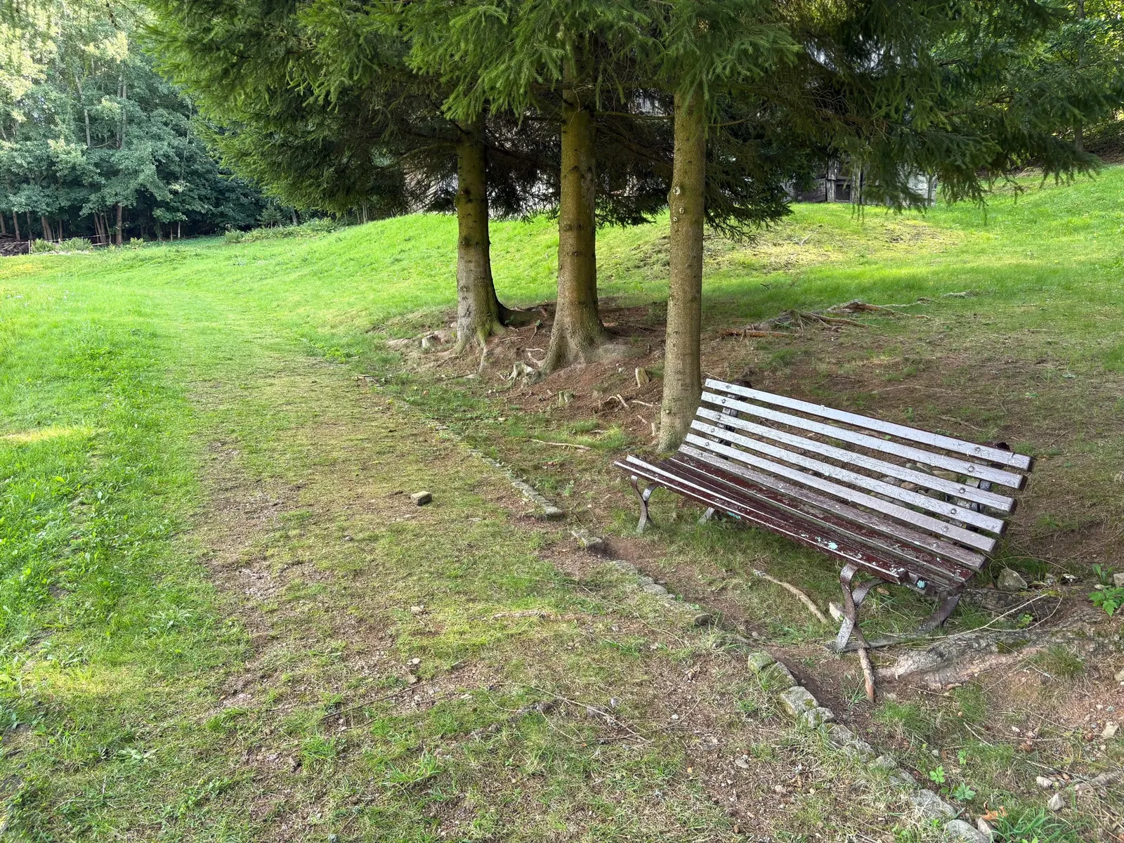 Dřevěná lavice pod skupinou jedlí na loučce